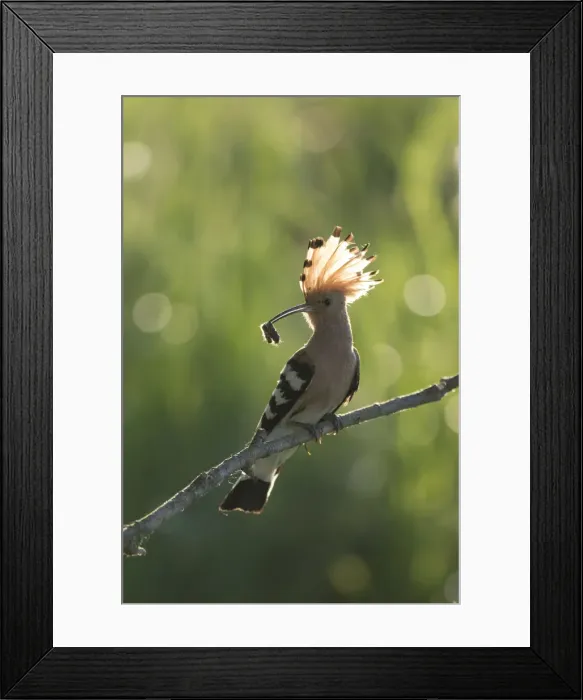 Framed Print : Picture No. 12479842 Framed Print : Picture No. 12479842
