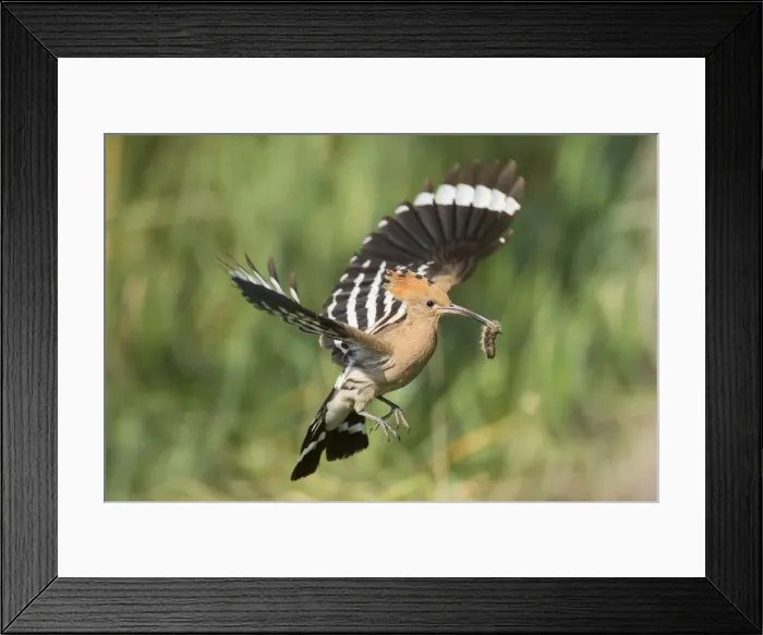 Framed Print : Picture No. 12479844 Framed Print : Picture No. 12479844