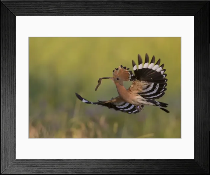 Framed Print : Picture No. 12479846 Framed Print : Picture No. 12479846