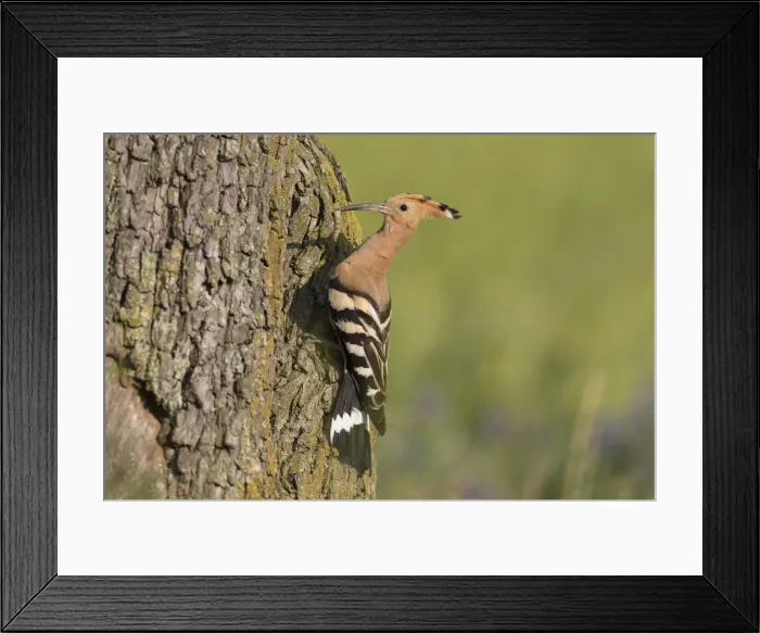 Framed Print : Picture No. 12479847 Framed Print : Picture No. 12479847