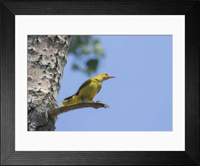 Framed Print : Picture No. 12479849 Framed Print : Picture No. 12479849