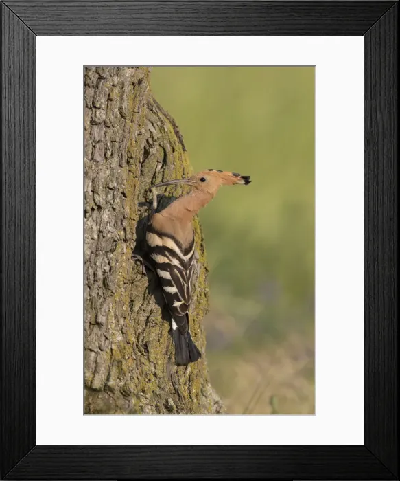Framed Print : Picture No. 12479848 Framed Print : Picture No. 12479848