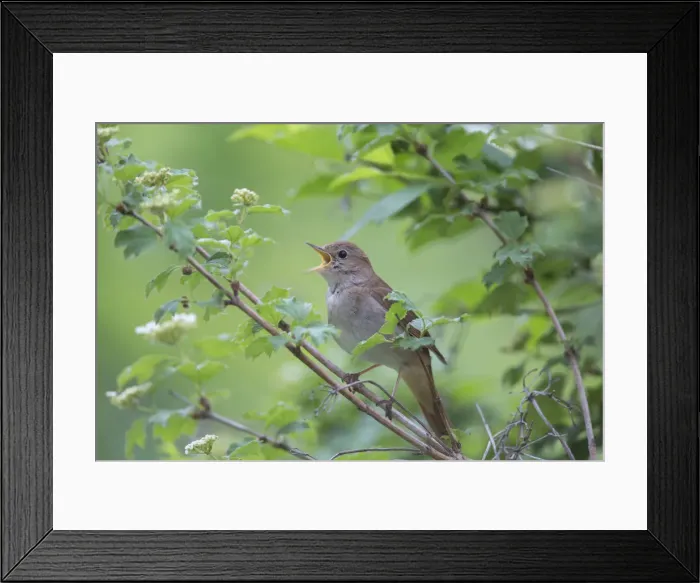 Framed Print : Picture No. 12479852 Framed Print : Picture No. 12479852