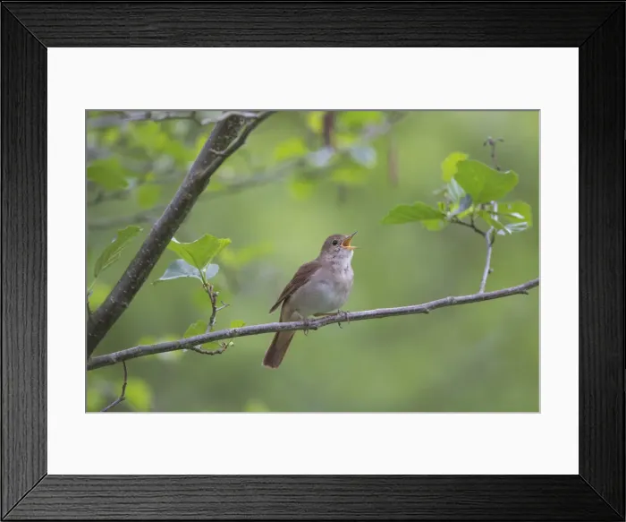 Framed Print : Picture No. 12479853 Framed Print : Picture No. 12479853