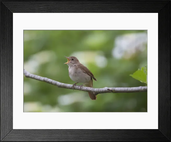 Framed Print : Picture No. 12479855 Framed Print : Picture No. 12479855