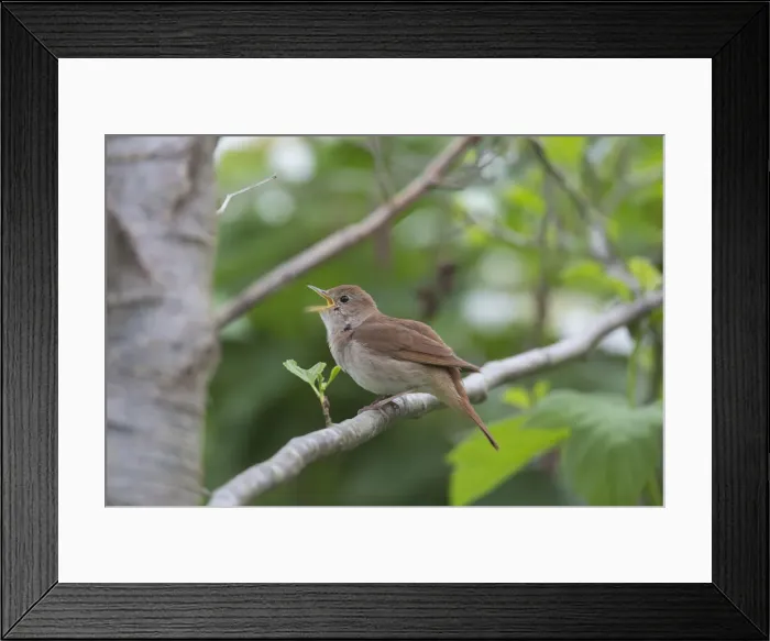 Framed Print : Picture No. 12479854 Framed Print : Picture No. 12479854