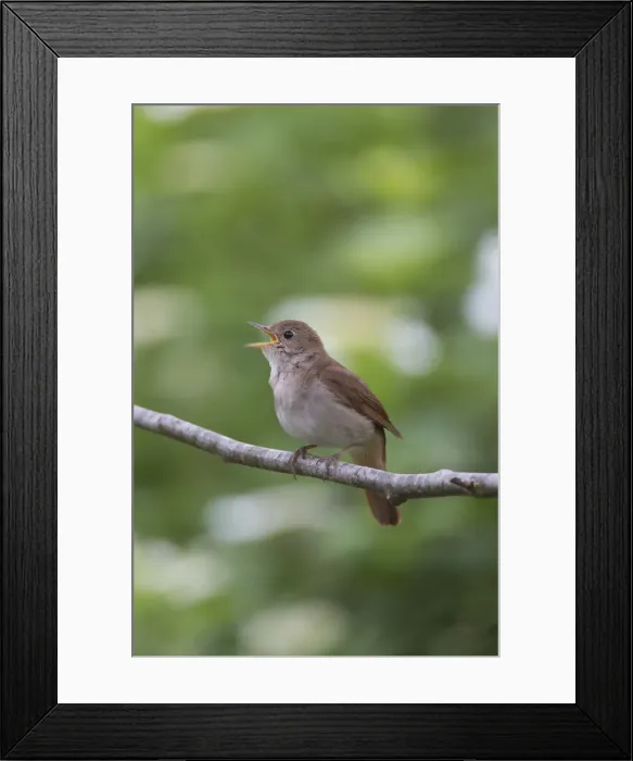 Framed Print : Picture No. 12479856 Framed Print : Picture No. 12479856