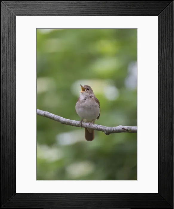 Framed Print : Picture No. 12479857