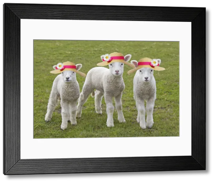 Framed Print : Picture No. 12480201 Framed Print : Picture No. 12480201