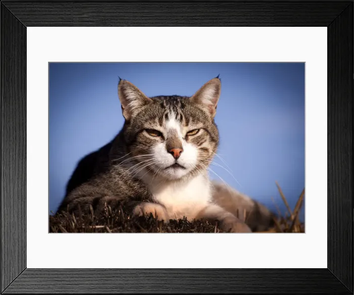 Framed Print : Picture No. 12479150 Framed Print : Picture No. 12479150