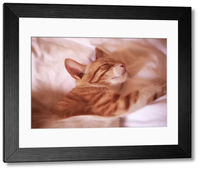 Framed Print : Picture No. 12479151 Framed Print : Picture No. 12479151