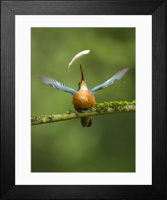 Framed Print : Picture No. 12479529 Framed Print : Picture No. 12479529