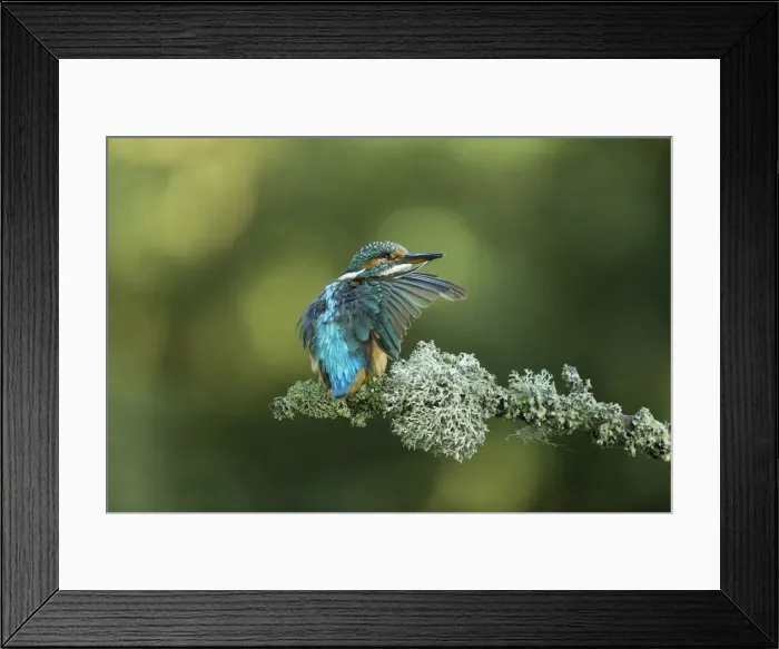 Framed Print : Picture No. 12479532 Framed Print : Picture No. 12479532