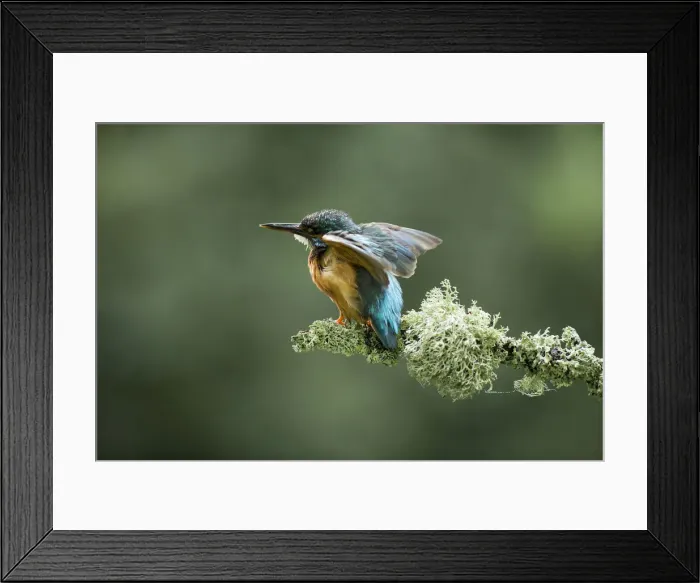 Framed Print : Picture No. 12479533 Framed Print : Picture No. 12479533