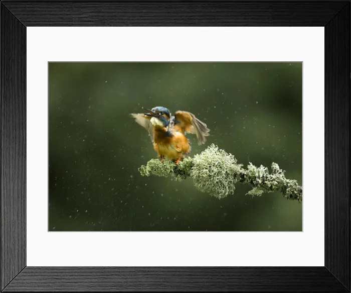 Framed Print : Picture No. 12479534