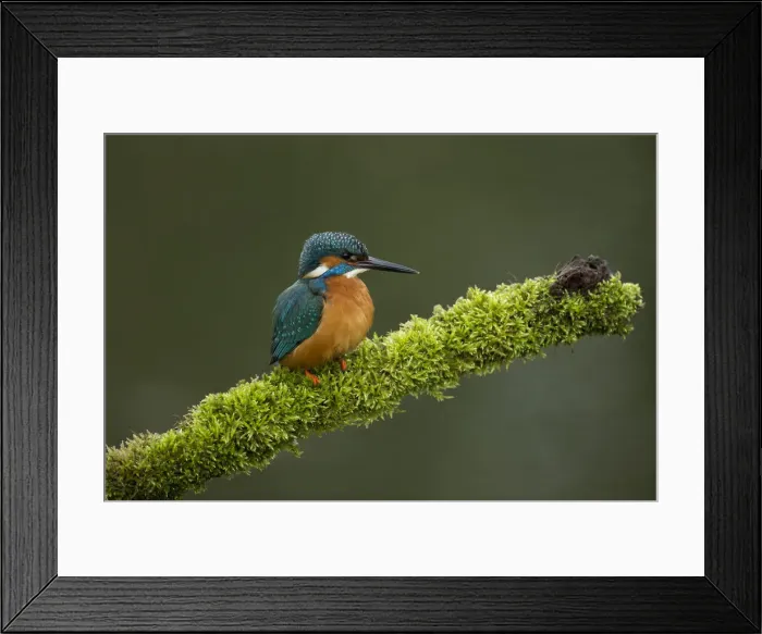Framed Print : Picture No. 12479535 Framed Print : Picture No. 12479535