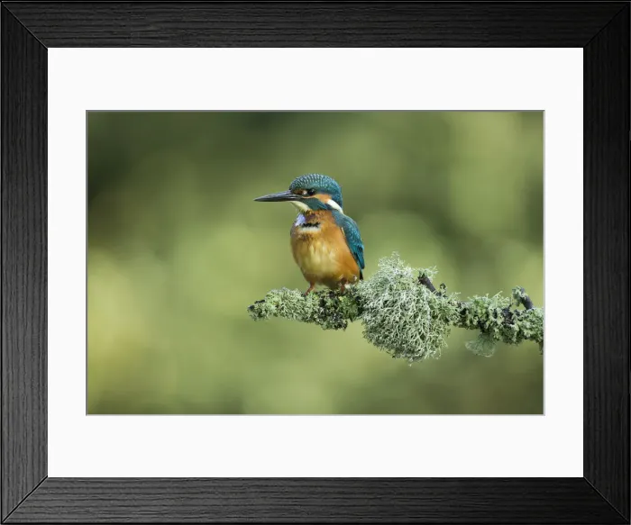 Framed Print : Picture No. 12479536 Framed Print : Picture No. 12479536