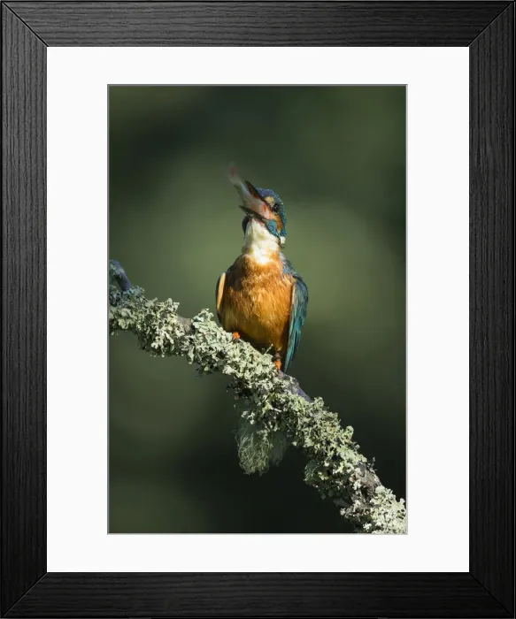 Framed Print : Picture No. 12479537 Framed Print : Picture No. 12479537