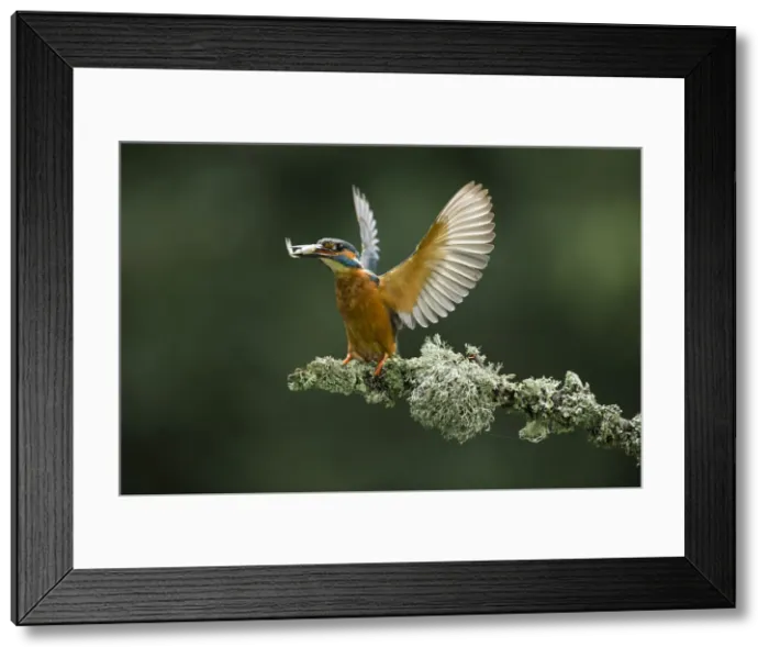 Framed Print : Picture No. 12479538 Framed Print : Picture No. 12479538
