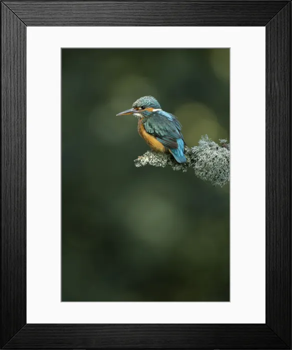 Framed Print : Picture No. 12479539 Framed Print : Picture No. 12479539