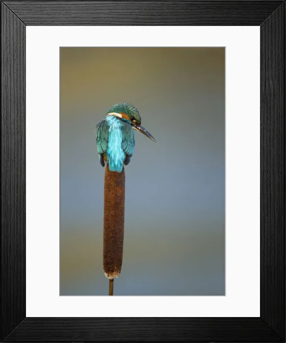 Framed Print : Picture No. 12479540 Framed Print : Picture No. 12479540