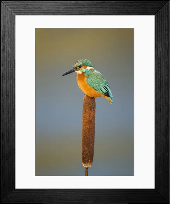 Framed Print : Picture No. 12479541 Framed Print : Picture No. 12479541
