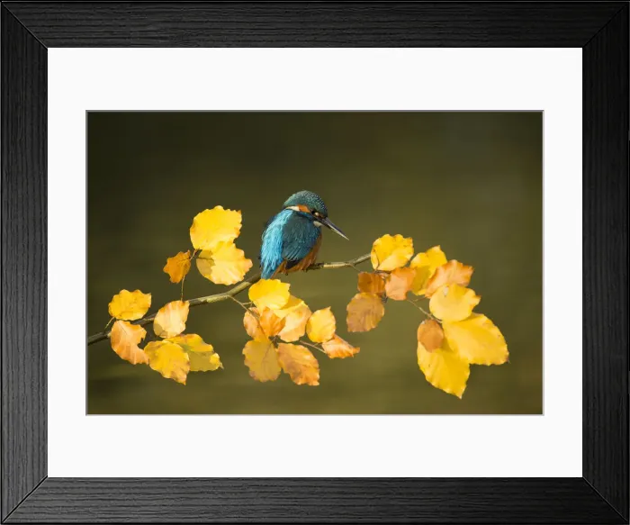 Framed Print : Picture No. 12479542