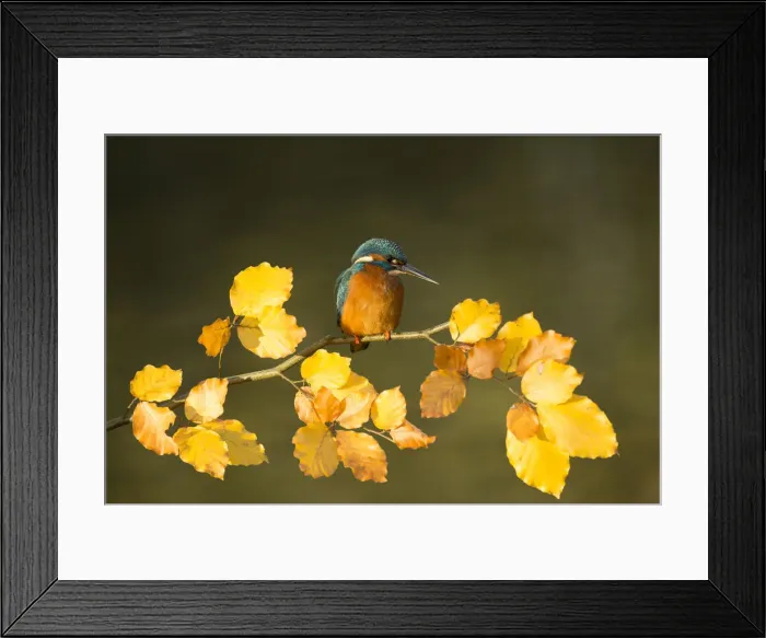 Framed Print : Picture No. 12479543