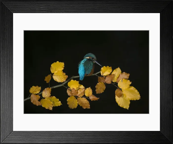 Framed Print : Picture No. 12479544 Framed Print : Picture No. 12479544