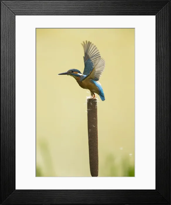Framed Print : Picture No. 12479545 Framed Print : Picture No. 12479545