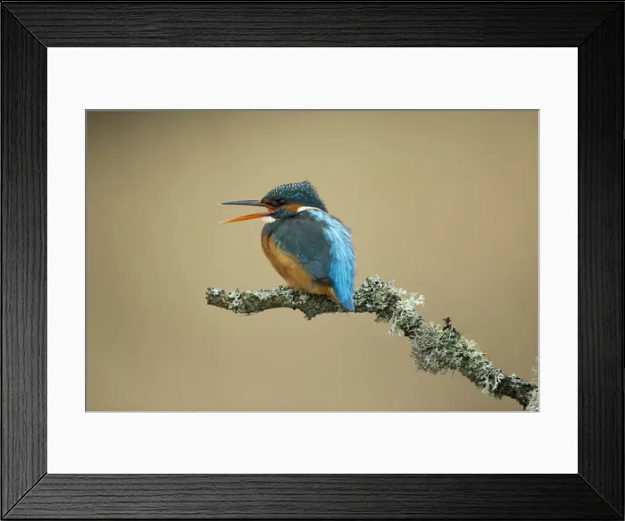 Framed Print : Picture No. 12479551
