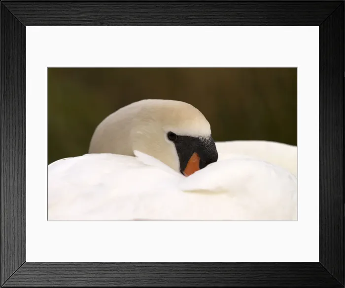 Framed Print : Picture No. 12479552 Framed Print : Picture No. 12479552