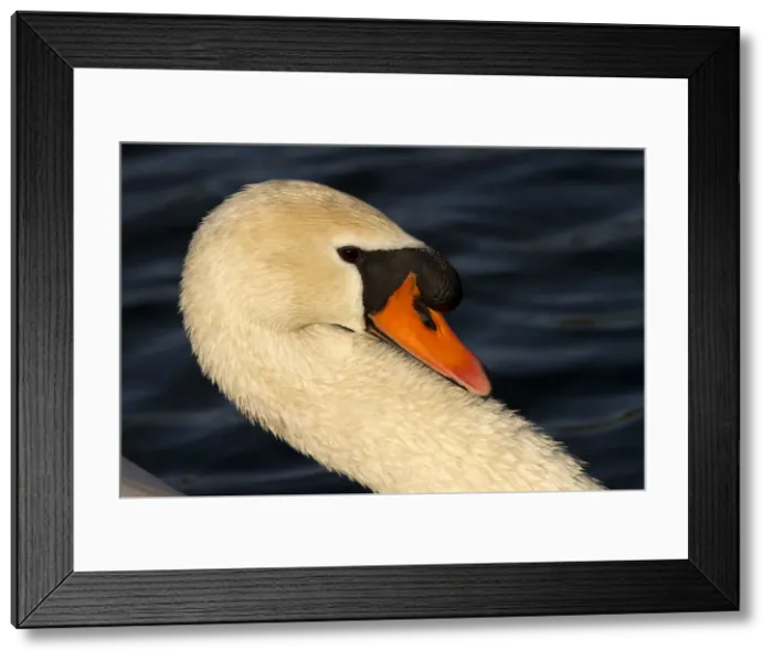 Framed Print : Picture No. 12479553 Framed Print : Picture No. 12479553