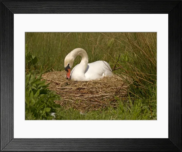 Framed Print : Picture No. 12479554 Framed Print : Picture No. 12479554