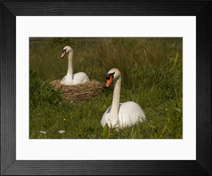 Framed Print : Picture No. 12479555 Framed Print : Picture No. 12479555