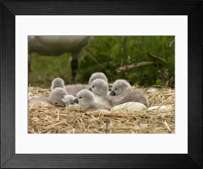 Framed Print : Picture No. 12479556