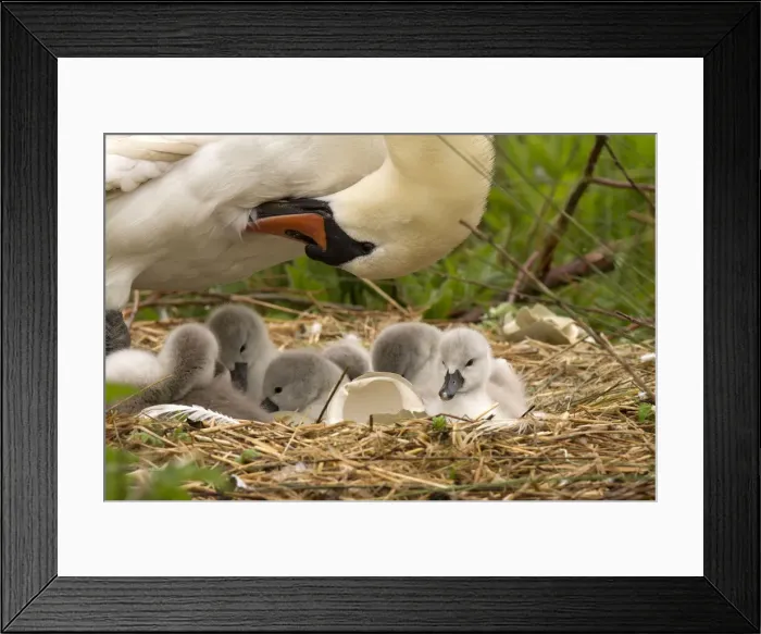 Framed Print : Picture No. 12479557