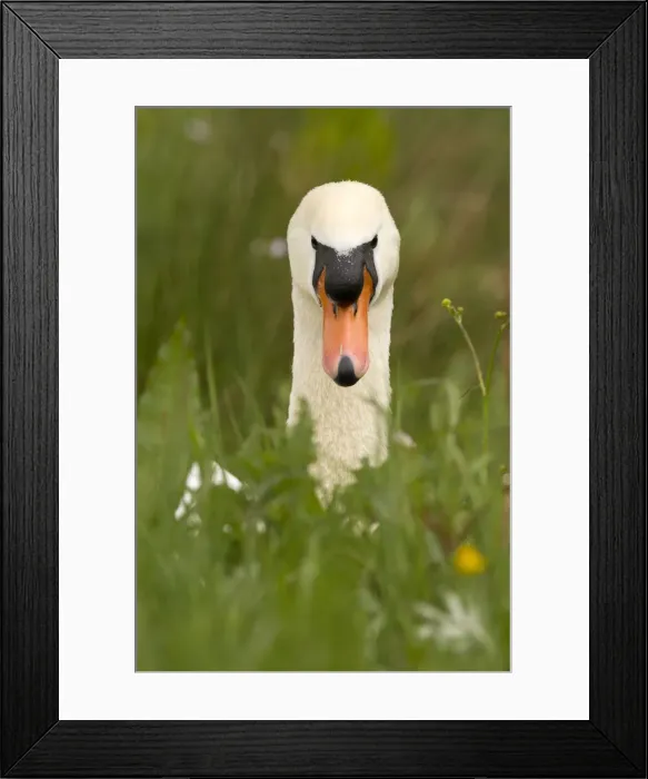 Framed Print : Picture No. 12479558 Framed Print : Picture No. 12479558
