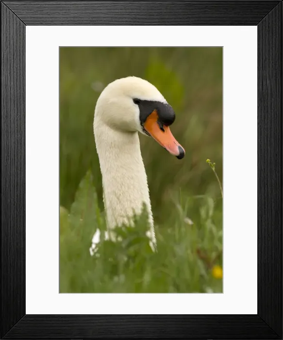 Framed Print : Picture No. 12479559
