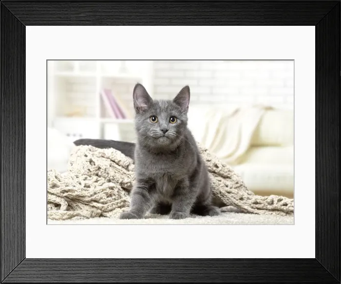 Framed Print : Picture No. 12478512 Framed Print : Picture No. 12478512