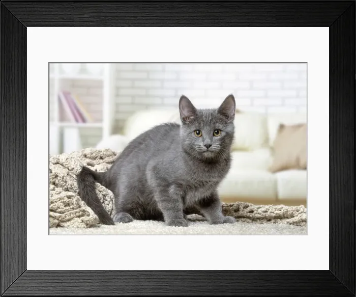 Framed Print : Picture No. 12478513 Framed Print : Picture No. 12478513