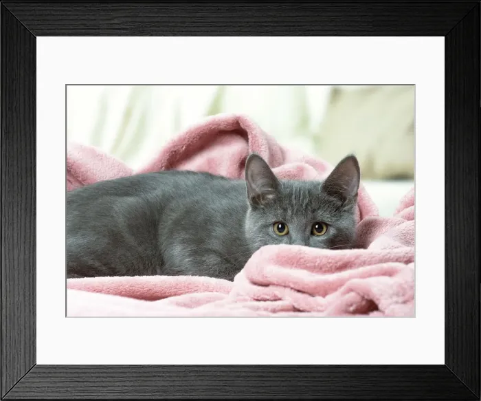 Framed Print : Picture No. 12478515 Framed Print : Picture No. 12478515