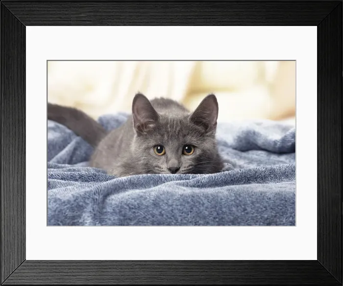 Framed Print : Picture No. 12478518 Framed Print : Picture No. 12478518