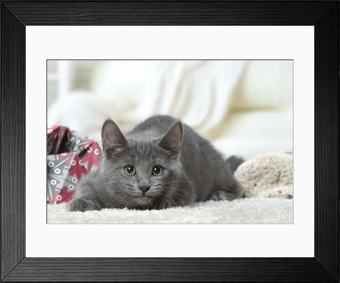 Framed Print : Picture No. 12478525 Framed Print : Picture No. 12478525