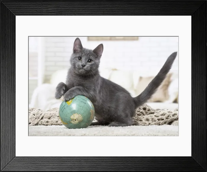 Framed Print : Picture No. 12478527 Framed Print : Picture No. 12478527