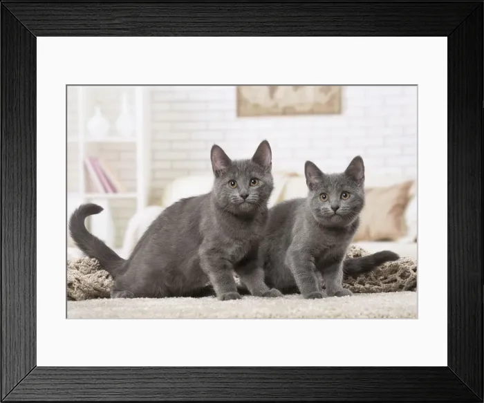 Framed Print : Picture No. 12478528 Framed Print : Picture No. 12478528