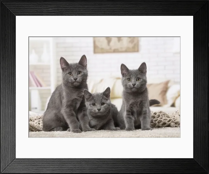 Framed Print : Picture No. 12478529 Framed Print : Picture No. 12478529