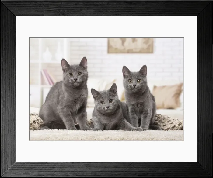 Framed Print : Picture No. 12478530 Framed Print : Picture No. 12478530
