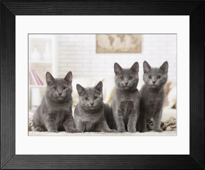 Framed Print : Picture No. 12478531 Framed Print : Picture No. 12478531