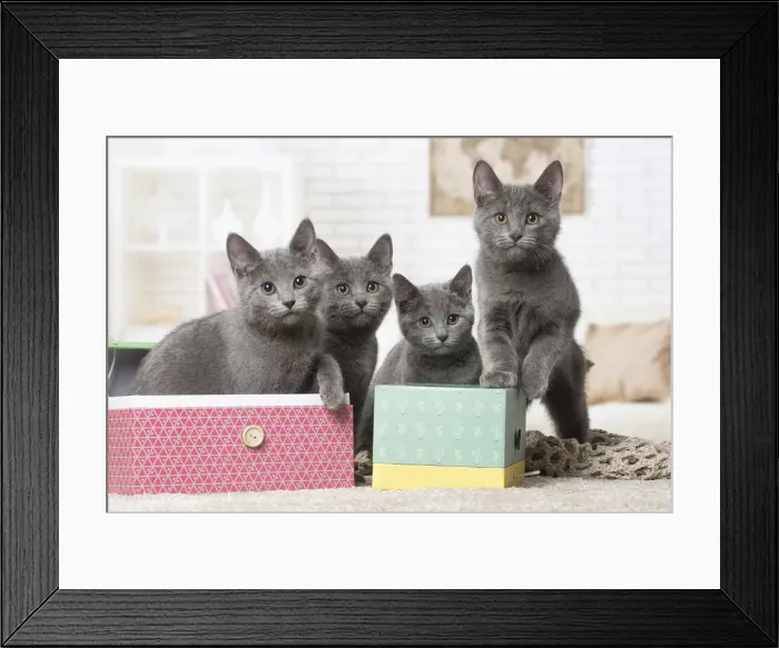 Framed Print : Picture No. 12478532 Framed Print : Picture No. 12478532